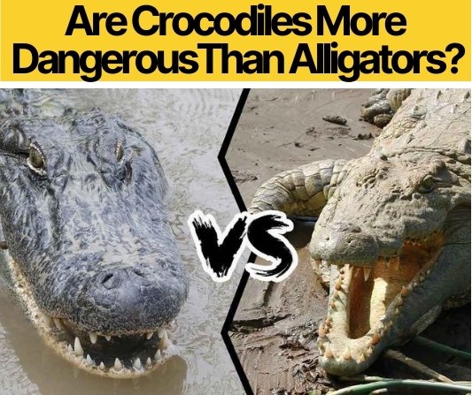 Are Crocodiles More Dangerous Than Alligators?