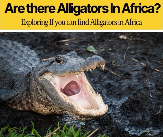 Are There Alligators in Africa - In South & West Africa.