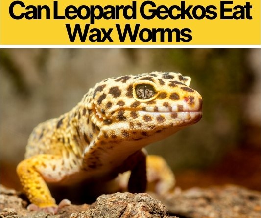 Can Leopard Geckos Eat Wax Worms 