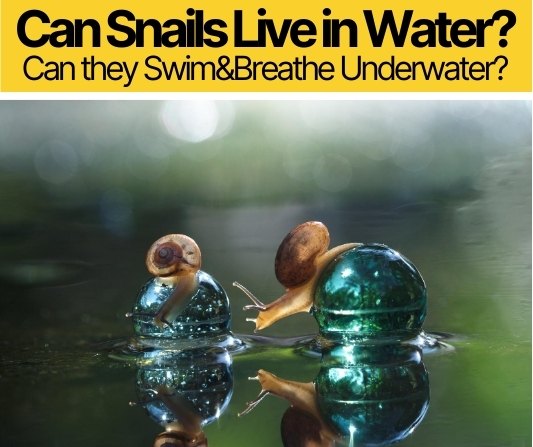 Can Snails Live in Water