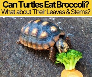 broccoli stems