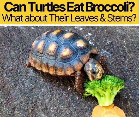 Can Turtles Eat Broccoli