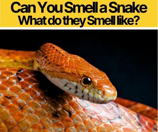 Can you Smell a Snake - What do Snakes Smell,Stink Like?