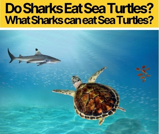 Do Sharks Eat Sea Turtles - What Sharks Eat Sea Turtles?