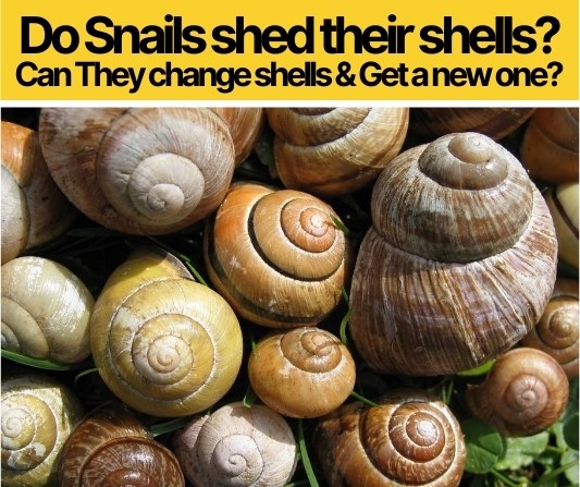 Do Snails Shed Their Shells? Do Snails Change Shells?