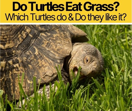 Do Turtles Eat Grass