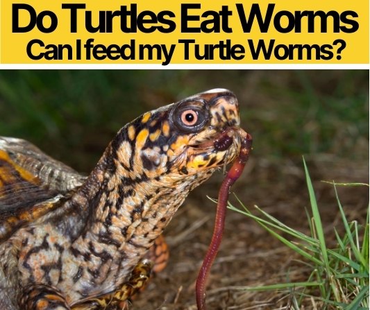 Do Turtles Eat Worms