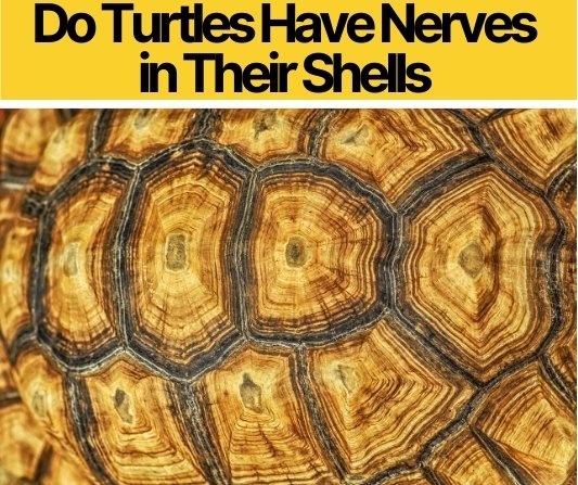 Do Turtles Have Nerves in Their Shells -Do they Feel Touches?