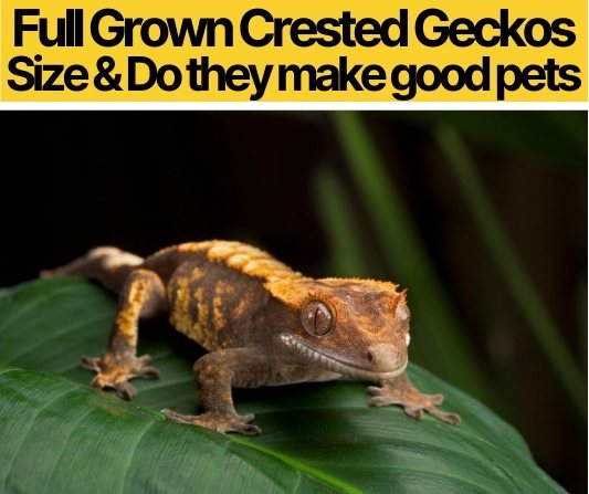 Full Grown Crested Gecko