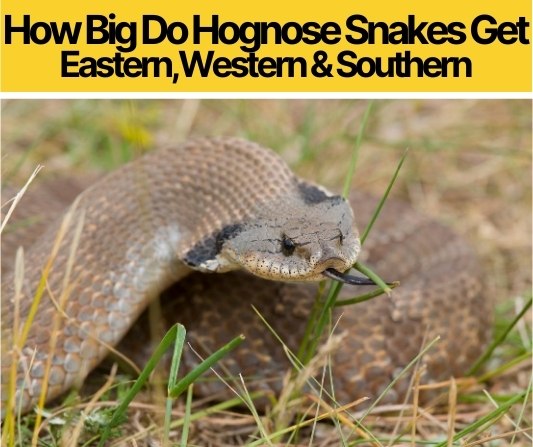 How Big Do Hognose Snakes Get - Eastern,Western& Southern