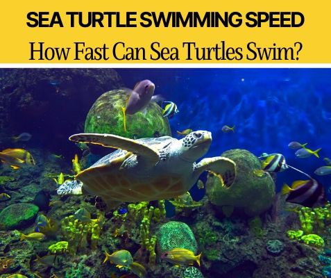 How fast can sea turtles swim