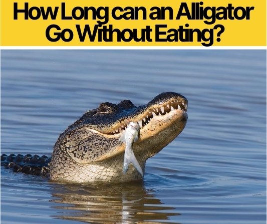 How Long can an Alligator Go Without Eating?