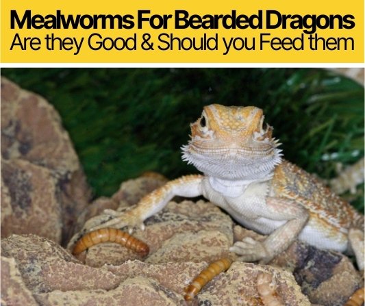 Mealworms for Bearded Dragons (Are they Good?)