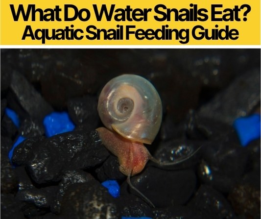 What Do Water Snails Eat -Aquatic Snail Feeding Guide