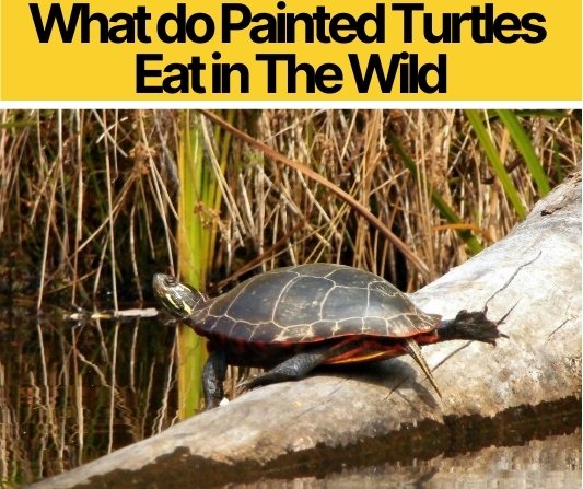 What do Painted Turtles Eat in The Wild