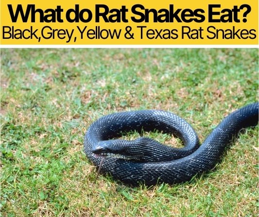 What do Rat Snakes Eat