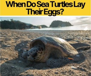 When Do Sea Turtles Lay Their Eggs? What Month&Time of Day
