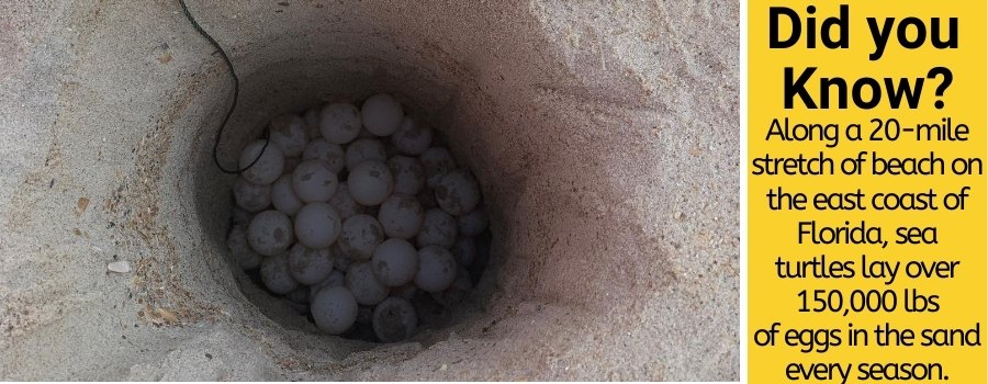 Wann legen Meeresschildkröten Eier in Florida