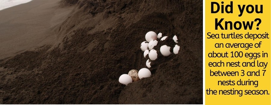 la ce oră țestoasele marine își depun ouăle