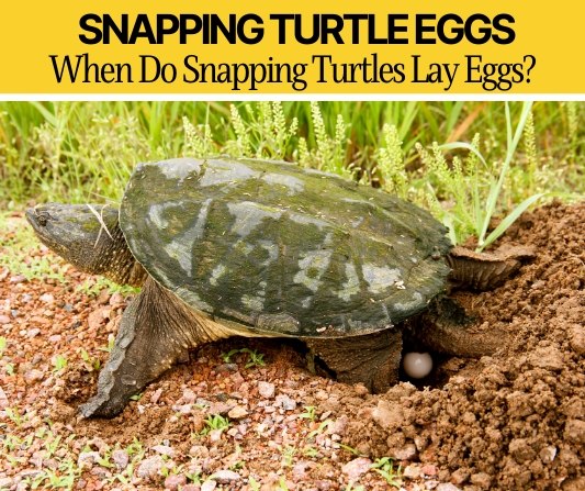 when do snapping turtles lay eggs