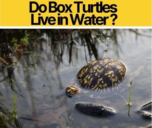 Do Box Turtles Live in Water - Do they Need Water or Land?